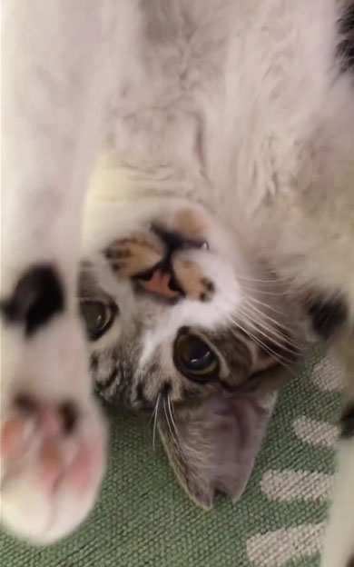 引き取り初日の猫