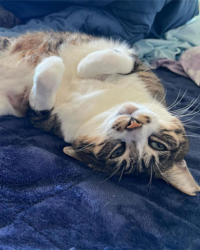 気持ちよさそうに寝る猫