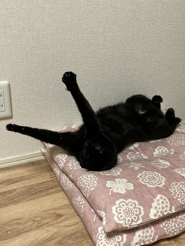 前足突き上げる猫