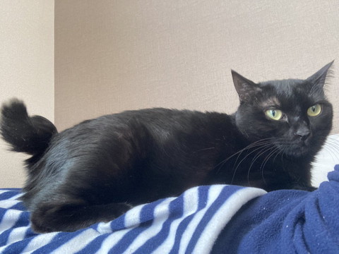 お腹の上に乗る猫