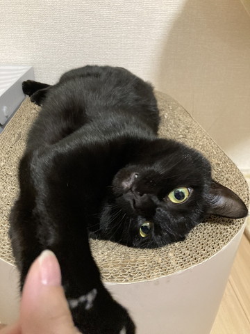 爪とぎの上でくつろぐ猫