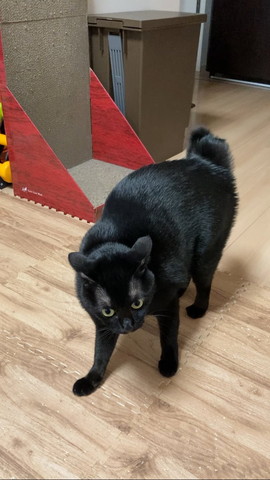 やんのかしてる猫