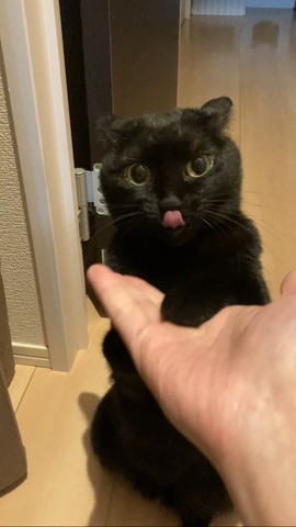 舌だしてる猫ちゃん