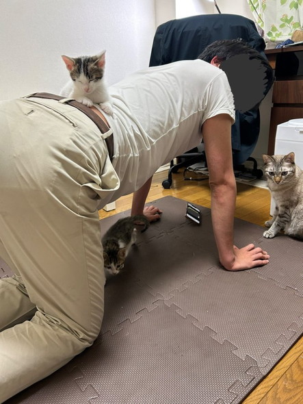 背中で寝る子猫