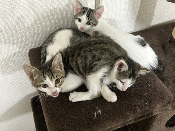 重ねる子猫たち