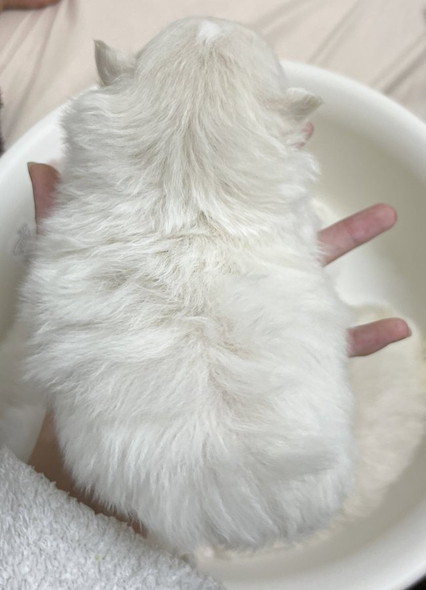 手のひらに子犬