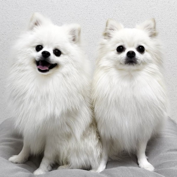 ポメラニアン2匹