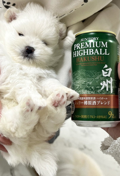 ビール缶と子犬