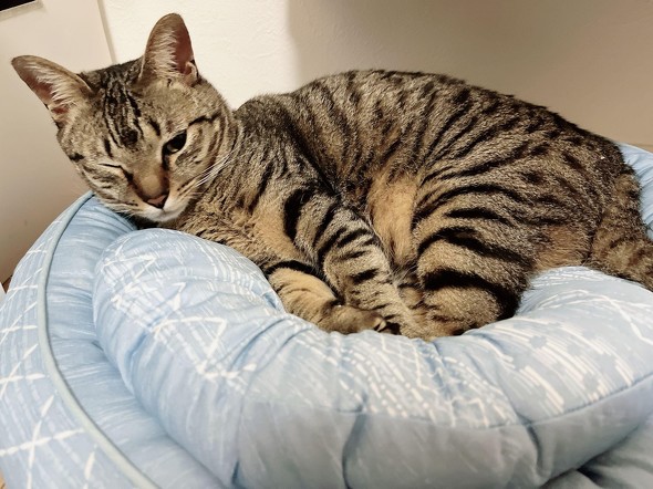 【PR】 ニトリ 猫も人もうれしい家具