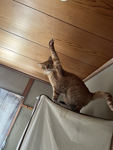 白い台を足場に火災報知器を狙う猫ちゃん