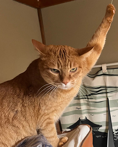 火災報知器鳴らし常習犯猫ちゃん