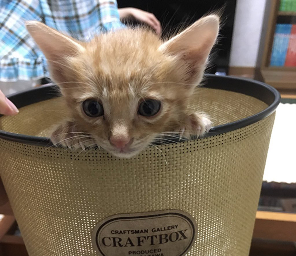 かごに入った子猫