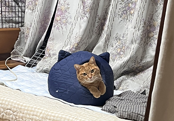 猫型ベッドに入る猫ちゃん