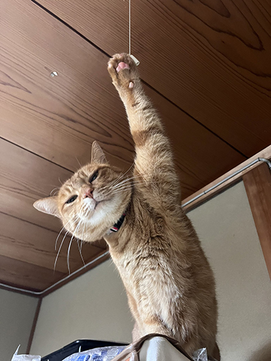 下から撮った火災報知器鳴らし猫ちゃん