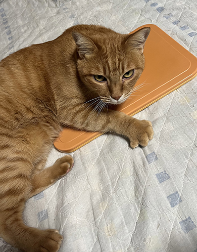 オレンジ色の板と猫ちゃん