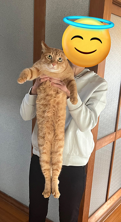 長い猫ちゃん