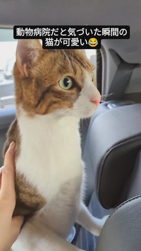 キャリーから伸び上がって周囲を見る猫のバロンくん