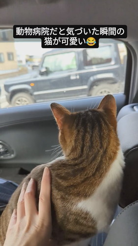 キャリーから伸び上がって周囲を見る猫のバロンくん