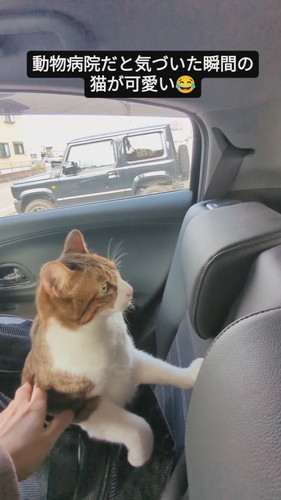動物病院だと気づき腰を落としていく猫のバロンくん