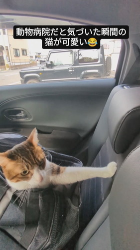 動物病院だと気づき腰を落としていく猫のバロンくん