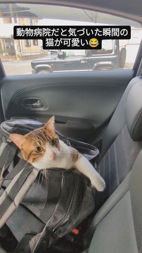 動物病院だと気づき腰を落としていく猫のバロンくん