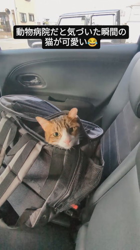 動物病院だと気づき腰を落としていく猫のバロンくん