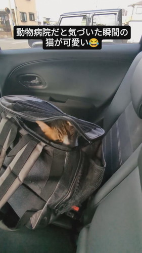動物病院だと気づき静かにキャリーへ戻る猫のバロンくん