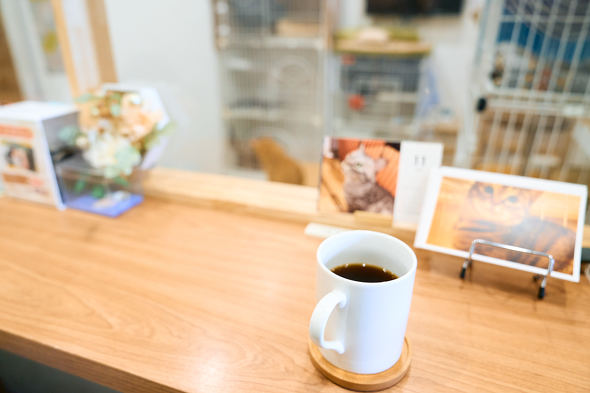 【PR】 ニトリ 猫も人もうれしい家具