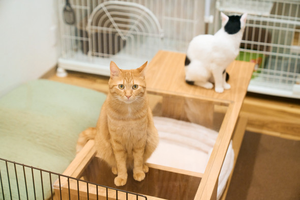 【PR】 ニトリ 猫も人もうれしい家具