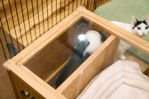 【PR】 ニトリ 猫も人もうれしい家具