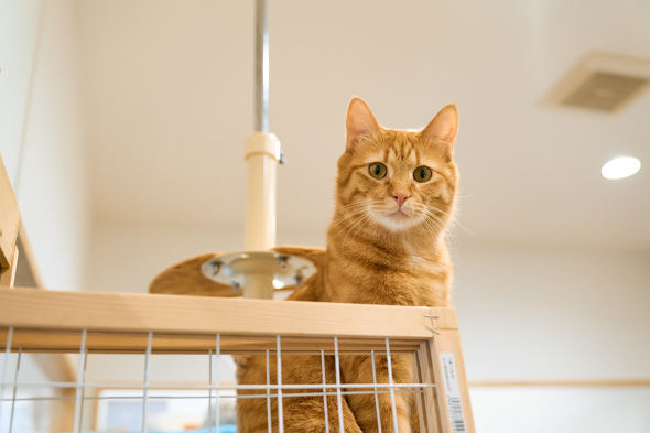 【PR】 ニトリ 猫も人もうれしい家具