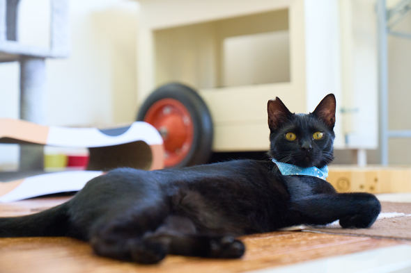 【PR】 ニトリ 猫も人もうれしい家具