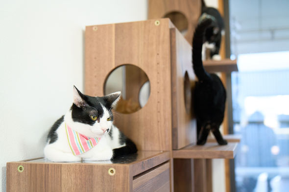 【PR】 ニトリ 猫も人もうれしい家具