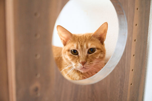 【PR】 ニトリ 猫も人もうれしい家具