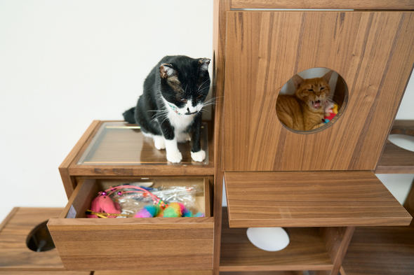 【PR】 ニトリ 猫も人もうれしい家具