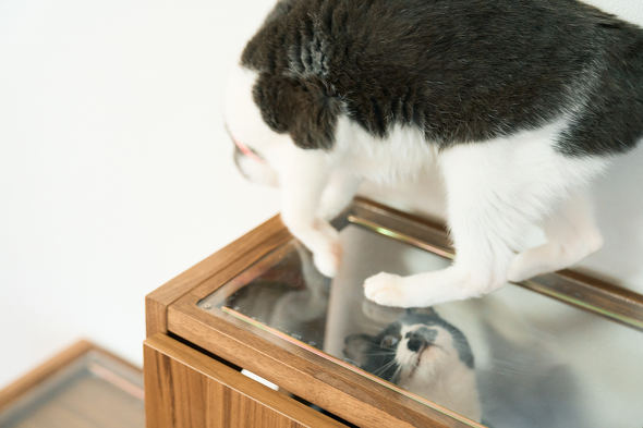 【PR】 ニトリ 猫も人もうれしい家具