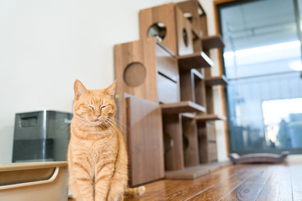 【PR】 ニトリ 猫も人もうれしい家具