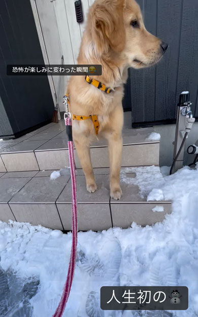 初の雪を見たワンコ