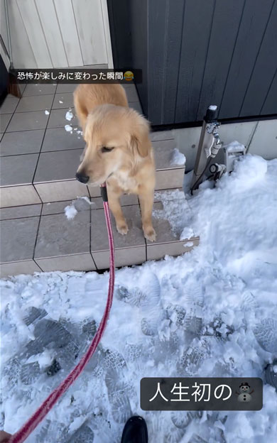 初の雪を見たワンコ