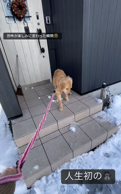 初の雪を見たワンコ