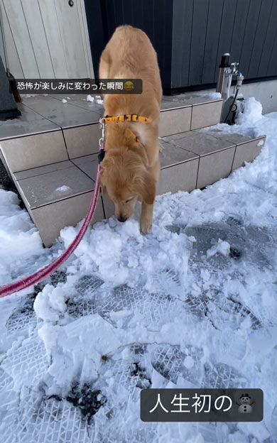 初の雪を見たワンコ