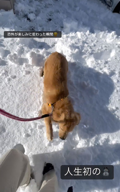 初の雪を見たワンコ