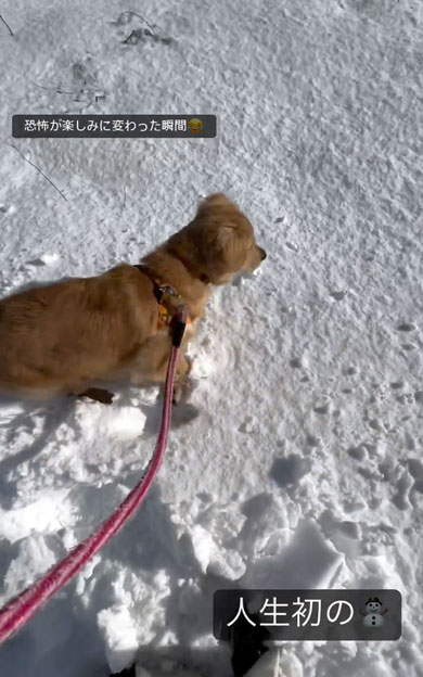 初の雪を見たワンコ