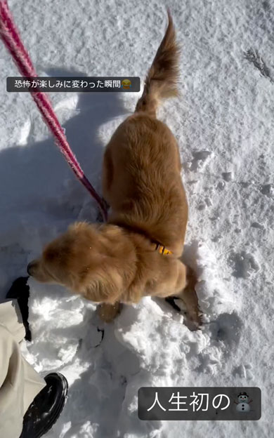 初の雪を見たワンコ