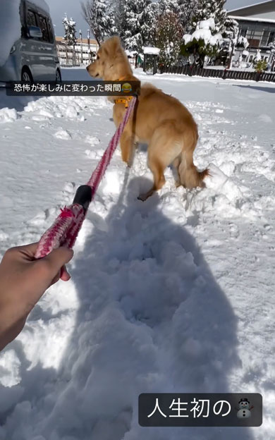 楽しそうなワンコ