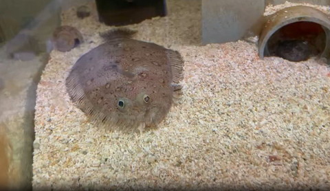 水槽にいるヒラメ