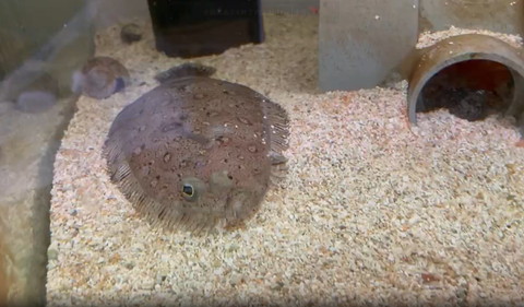 右目だけ見えるヒラメ