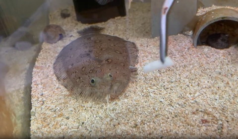 ごはんを見るヒラメ