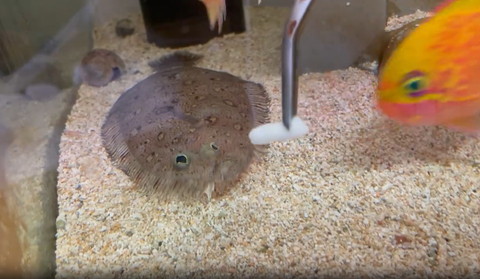 右側に派手な魚