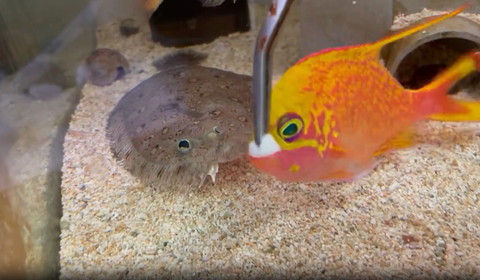 ごはんを横取りする魚